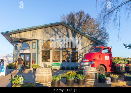 Clackamas County, Oregon - Marzo 31, 2019 : Scena di scarpa in legno Tulip Festival di Primavera Foto Stock