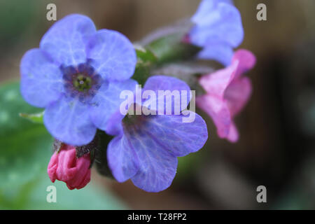 Il grazioso e luminoso fiori blu di Pulmonaria officinalis all aperto in primavera. Noto anche come Lungwort, o la Madonna di gocce di latte. Con Copia spazio. Foto Stock