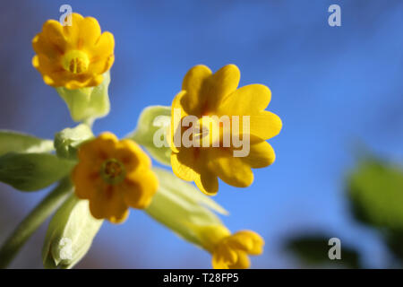 Primissimo piano dal livello del suolo del grazioso molla gialla e fiori di Primula veris. Noto anche come cowslip o primrose, con uno sfondo di colore blu Foto Stock