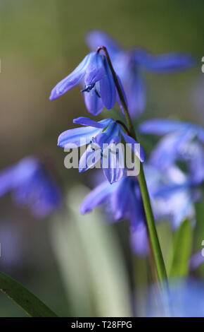 I bellissimi fiori blu di Scilla siberica (legno Squill), che fiorisce in primavera in un bosco naturale impostazione. Foto Stock