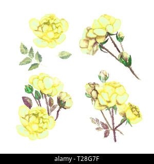 Impostare i fiori di giallo le rose, isolato dipinte a mano illustrazione ad acquerello Foto Stock