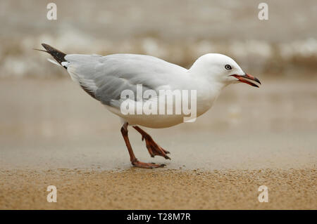 Gabbiano Sllver (Chroicocephalus novaehollandiae) 'dancing' Foto Stock