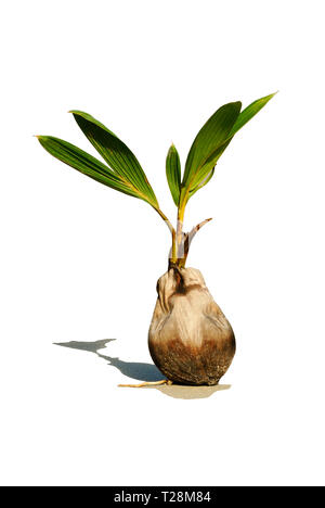 Interruzione di una noce di cocco (Cocos nucifera) germinare su una spiaggia Foto Stock