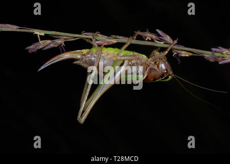 Bog femmina Bush Cricket (Metrioptera brachyptera) mostra ovipositor Foto Stock