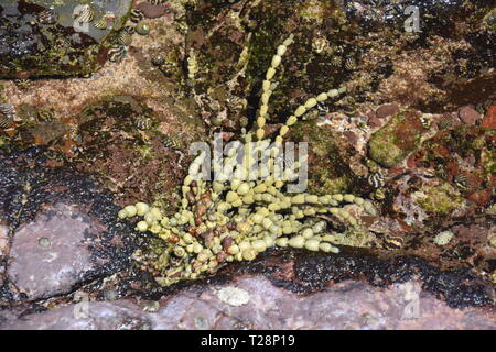 Grande alga bruna (alga marina Ascophyllum nodosum, Phaeophyceae), noto anche come rockweed annodato fuco o uovo wrack. Le alghe wrack varietà. Verde con piccole bulbou Foto Stock