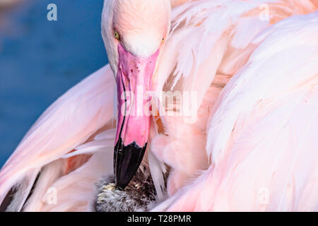 Close up ritratto di fenicottero maggiore pulizia le sue piume.grandi e colorati uccelli africani.Wildlife photography.bellezza in natura.sfocata acqua blu. Foto Stock