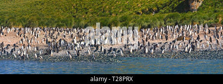 I pinguini di Magellano (Spheniscus magellanicus) e Re pinguini (Aptenodytes patagonicus), colonia su tela di isola, Isole Falkland, Regno Unito Foto Stock