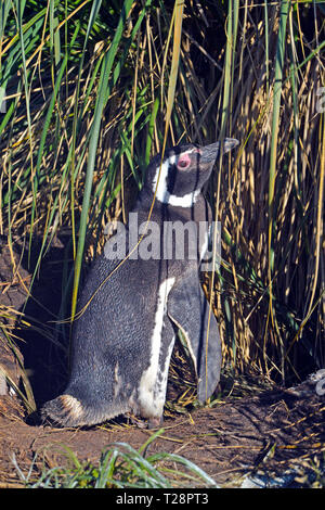 I pinguini di Magellano (Spheniscus magellanicus), a prati, Isola di carcassa, Isole Falkland, Regno Unito Foto Stock