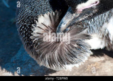 I pinguini di Magellano (Spheniscus magellanicus) recupera preen premistoppa della sua groppa, penisola di Valdes, Patagonia, Argentina Foto Stock