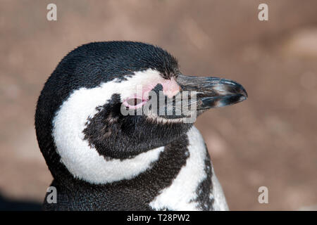 Magellanic penguin (Spheniscus magellanicus), ritratto, penisola di Valdes, Patagonia, Argentina Foto Stock