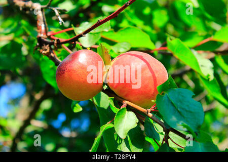 Albicocche mature frutti sul ramo. Albicocca prodotto sull albero. Due maturi frutti albicocca. Appetitosi albicocche mature sul ramo di albero con foglie verdi. Primo piano. Frui Foto Stock