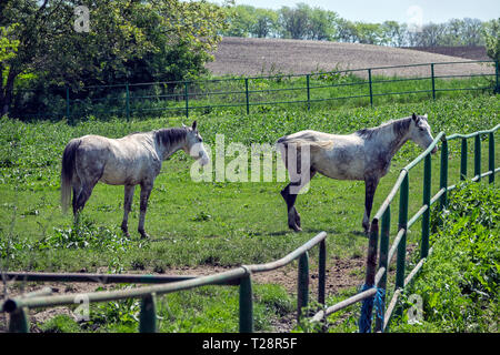 Тwo cavalli bianchi nel fienile Foto Stock