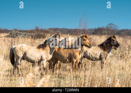 Konik pony sul Wicken Fen riserva naturale, Cambridgeshire; Inghilterra; Regno Unito Foto Stock