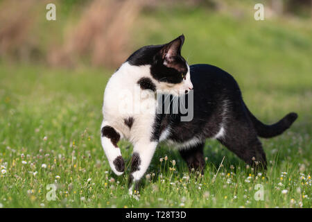 Adulto il gatto domestico passeggiate in erba. Adatto per animale, pet e temi della fauna selvatica Foto Stock