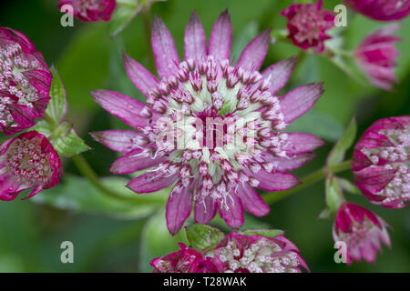 Astrantia major nozze di rubino Foto Stock