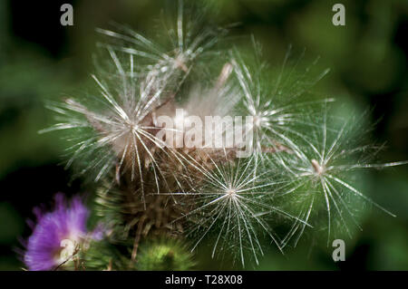 Un bel colore di testa di fioritura e asino thistle closeup come naturale sfondo floreale Foto Stock