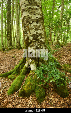 Agrifoglio comune (Ilex aquifolium) crescente tra le radici di un faggio (Fagus sylvatica) albero a SL-NA 54C trail (foresta di Irati, Navarra, Spagna) Foto Stock