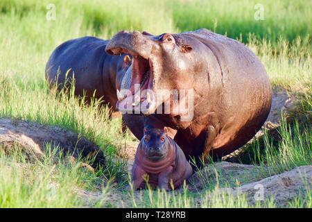 Baby ippopotamo e mamma rubrica home Foto Stock