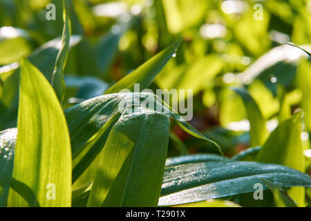 Close-up di orso aglio foglie con gocce di rugiada. Il sole nel prato con sfondo sfocato. Foto Stock