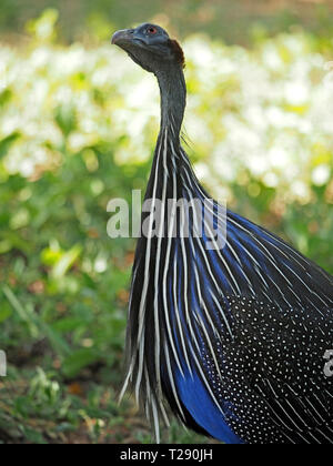 Incredibile blu bianco & nero a strisce di Vulturine Faraona (Acryllium vulturinum) contrastante con macchie bianche sul grigio nel Tsavo Est NP,Kenya,Africa Foto Stock