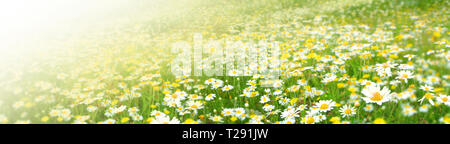 Estate sfondo. Prato con un fiore di camomiles Foto Stock