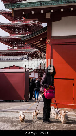 Donna in piedi in strada, camminando quattro cani di piccola taglia, Asakusa, Tokyo Foto Stock