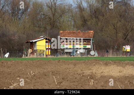 Alveari colorati in campo locale circondato con recinto di filo e di erba con il suolo nella parte anteriore e di una densa foresta in background su caldo e soleggiato giorno di primavera Foto Stock