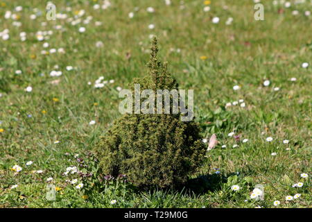 Giovani decorativo pino con fitti rami piantati in giardino locale circondato da erba non tagliata e piccoli fiori sulla calda soleggiata giornata di primavera Foto Stock