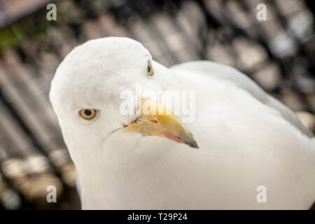 Extreme closeup di seagull con sfondo sfocato Foto Stock