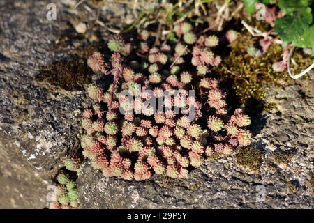 Sedum o Stonecrop hardy succulenta la copertura del terreno perenne da verde a rosso scuro con piante succulente spessa foglie e steli carnosi che crescono in giardino locale Foto Stock