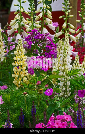 Colorato e attraente fiore confine con piantando mescolato tra cui lupini, COSMO, phlox e foxgloves Foto Stock