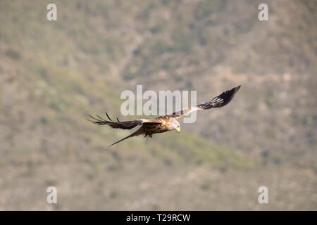 Nibbio reale (Milvus milvus) in volo. Pre-Pyrenees. Provincia di Lleida. La Catalogna. Spagna. Foto Stock