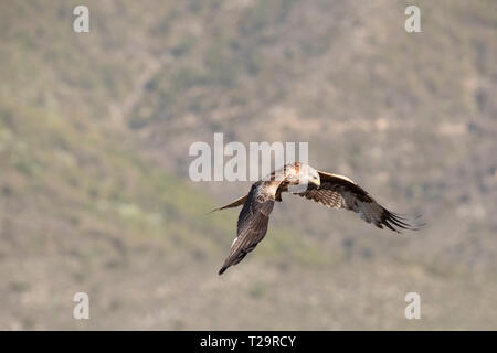 Nibbio reale (Milvus milvus) in volo. Pre-Pyrenees. Provincia di Lleida. La Catalogna. Spagna. Foto Stock