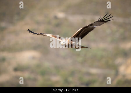 Nibbio reale (Milvus milvus) in volo. Pre-Pyrenees. Provincia di Lleida. La Catalogna. Spagna. Foto Stock