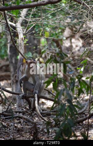 Monkey seduta sul ramo a scattare una foto pongono Foto Stock