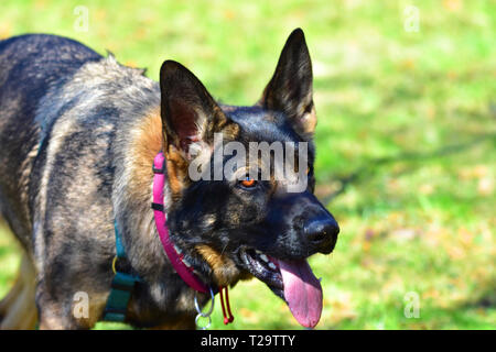 German Shepard cane mentre giochi nel giardino. Foto Stock