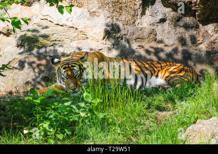 La tigre del sonno rilassante in erba e shadow al giorno di sole Foto Stock