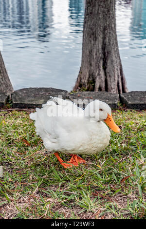 L anatra bianco che possiamo trovare mangiato Eola ake Park, il centro cittadino di Orlando, chiamato Pekin o bianco Pekin, è un americano di Razza di Anatra domestica, primar sollevata Foto Stock