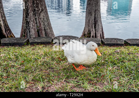 L anatra bianco che possiamo trovare mangiato Eola ake Park, il centro cittadino di Orlando, chiamato Pekin o bianco Pekin, è un americano di Razza di Anatra domestica, primar sollevata Foto Stock