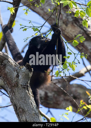 Scimmia Urlatrice nella foresta pluviale del Costa Rica Foto Stock