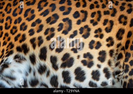 Close up leopard pelliccia reale consistenza Foto Stock