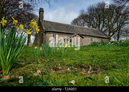 Giunchiglie alla chiesa di San Giovanni Evangelista, Helsington, vicino Sizergh, Lake District, Cumbria Foto Stock