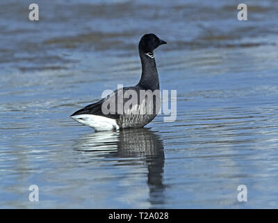 Brent goose in acqua Foto Stock