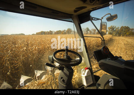 Vista del campo di mais dalla cabina di una mietitrebbia in una giornata di sole. Luogo di lavoro di un operatore della mietitrebbiatrice. Il tema è agricola e agricoltura. Foto Stock