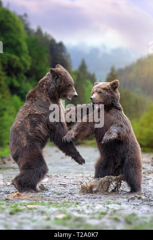 Due grandi esemplari di orso bruno in fiume di montagna Foto Stock