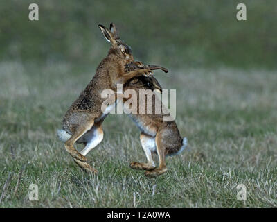 European brown hare boxe Foto Stock