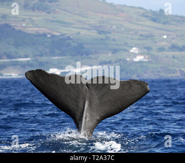 Sperma balena inizia una profonda immersione a la costa vicino a Pico Island (Azzorre - Portogallo) 02 Foto Stock