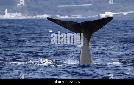 Sperma balena inizia una profonda immersione a la costa vicino a Pico Island (Azzorre - Portogallo) 01 Foto Stock