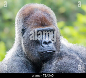 Close up di un maschio di Gorilla occidentale Foto Stock