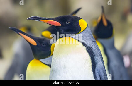 Vista ravvicinata di un pinguino reale (Aptenodytes patagonicus) Foto Stock